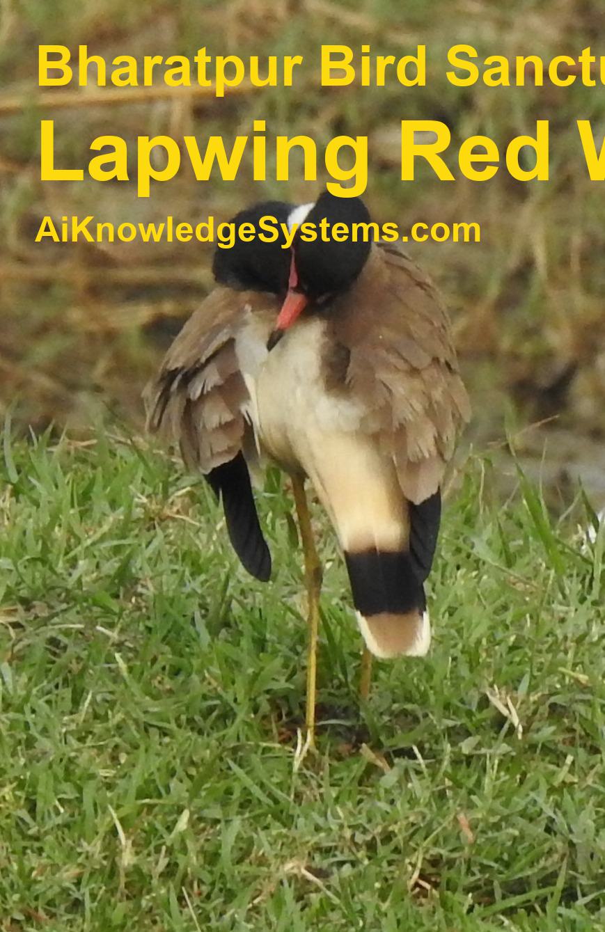 Lapwing Red Wattled (3) Coming Soon